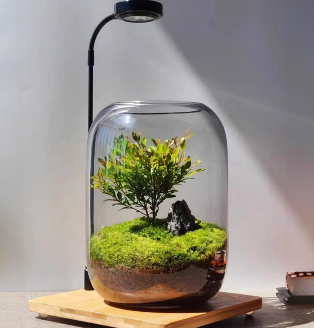 Plant-terrariums A.H.S.TechGadgetsSTORE
