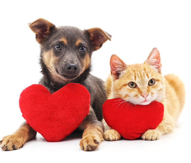Pet-accessories A.H.S.TechGadgetsSTORE