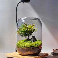 Plant-terrariums A.H.S.TechGadgetsSTORE