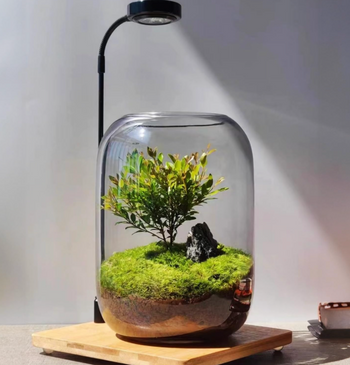 Plant-terrariums A.H.S.TechGadgetsSTORE