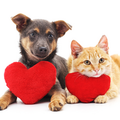 Pet-accessories A.H.S.TechGadgetsSTORE